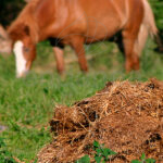 Estiércol de Caballo y Algas
