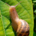 Ferramol Antilimacos Ecológico Neudorff