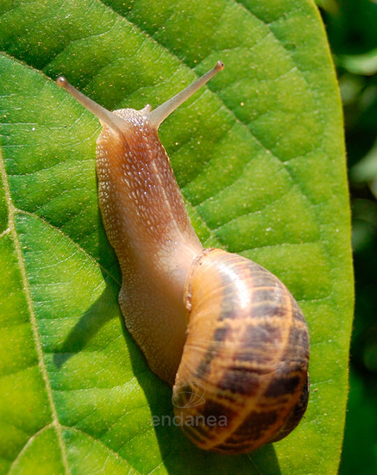 ferramol-antilimacos-ecologico-neudorff-babosa