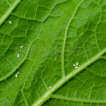 Insecticida-Acaricida Ecológico Neudorff 