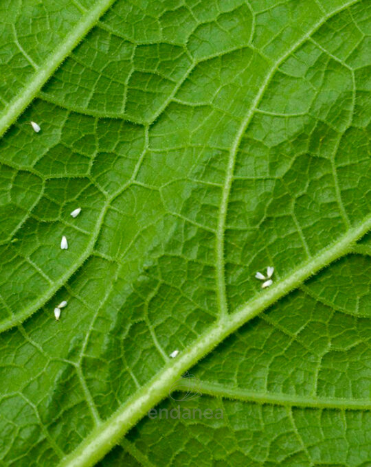 insecticida-acaricida-spruzit-concentrado-ecologico-neudorff-mosca