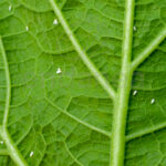 Insecticida-Acaricida Ecológico Neudorff  Mosca Blanca