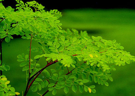 moringa