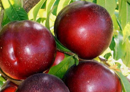nectarina-red-jim