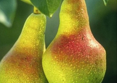 peral-limonera