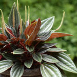 Compra la Peperomia Rosso - Planta de Interior
