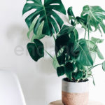 Monstera Deliciosa - Planta de Interior Decoración