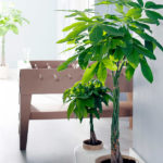 Pachira Aquatica decoración con plantas de interior