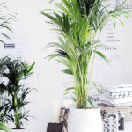 Kentia Howea Forsteriana Decoración de Interior