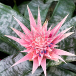 Aechmea fasciata - Planta de Interior con Flor