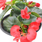 Begonia Dragon Wing Km0 Maceta de 19 cm Flor Roja