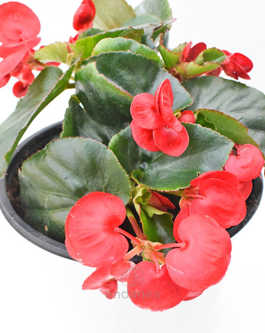 begonia-dragon-km0-planta-exterior-flor-roja