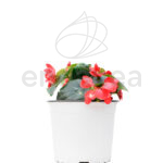 Begonia Dragon Wing Km0 Maceta de 19 cm