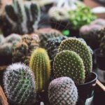 cactus-y-suculentas