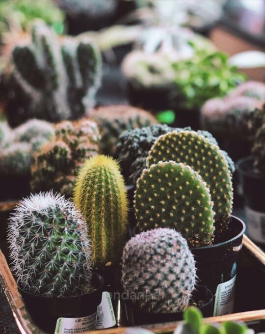 cactus-y-suculentas