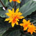Calathea Crocata - Planta de Interior Flores