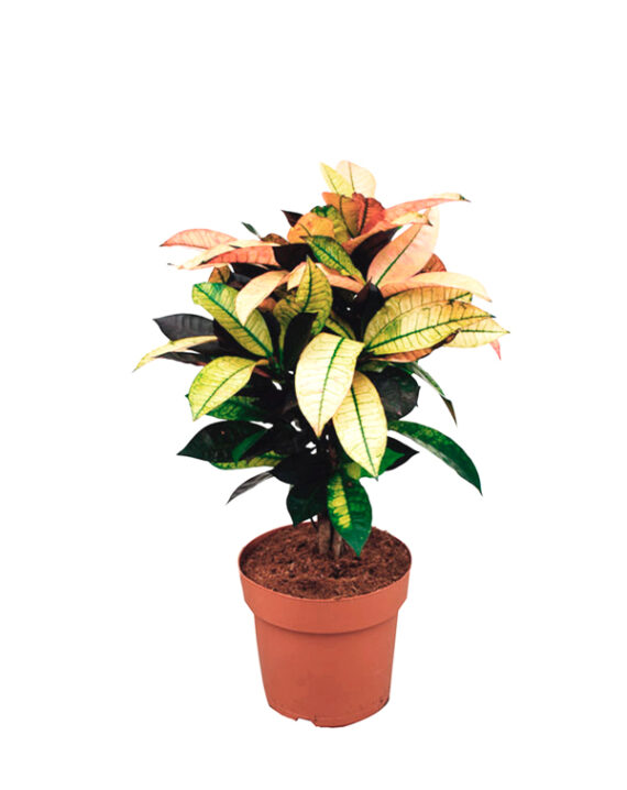 Crotón Codiaeum Variegatum Petra - Planta de Interior