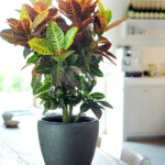 Crotón Codiaeum Variegatum Petra - Planta de Interior