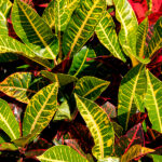 Crotón Codiaeum Variegatum Petra Hojas