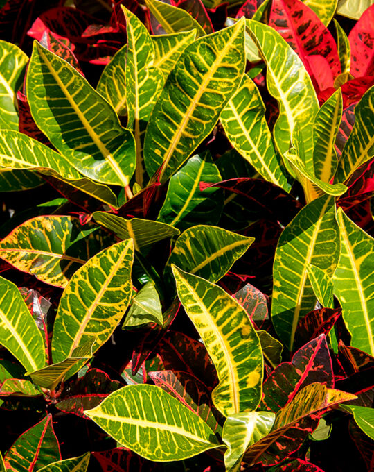 codiaeum-variegata-petra-hojas