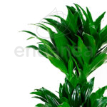 Dracaena Compacta detalle Hojas