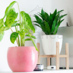 Dracaena Compacta Decoración para el Interior