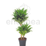 Dracaena Compacta Plantas de Interior