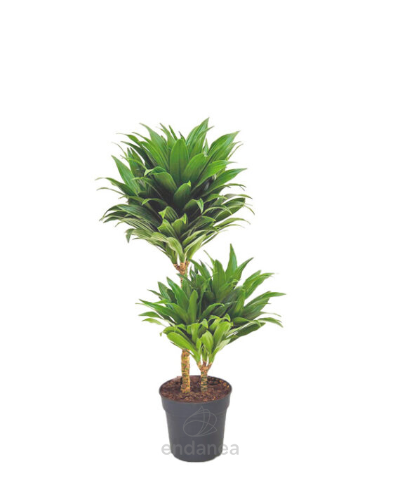 Dracaena Compacta Plantas de Interior
