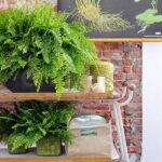 Helecho Nephrolepis "Green Lady" decoración