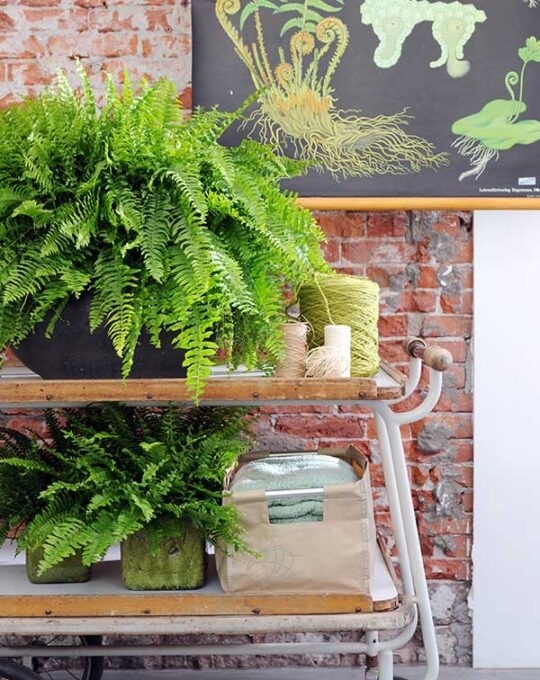 helecho-nephrolepis-green-lady-decoracion