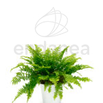 Helecho Nephrolepis "Green Lady" - Planta de Interior