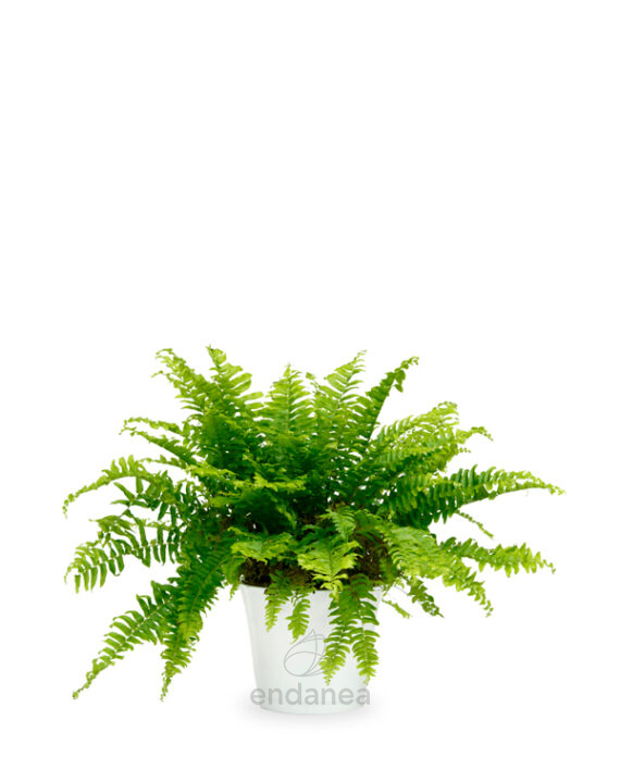 Helecho Nephrolepis "Green Lady" - Planta de Interior