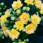 Kalanchoe Blossfeldiana Amarilla