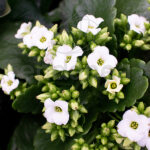 Kalanchoe Blossfeldiana Blanca