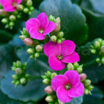 Kalanchoe Blossfeldiana Fucsia