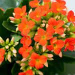 Kalanchoe Blossfeldiana Naranja