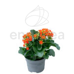 Kalanchoe Blossfeldiana - Planta de Interior