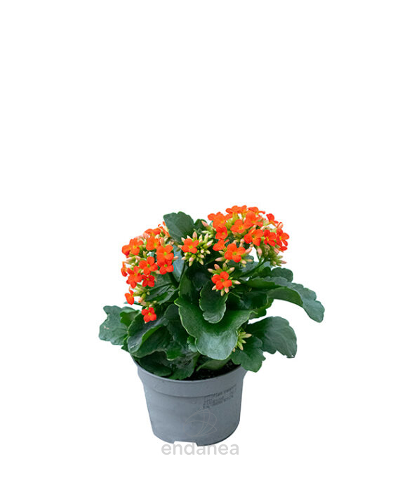 Kalanchoe Blossfeldiana - Planta de Interior