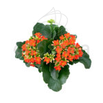 Kalanchoe Blossfeldiana - Planta de Interior