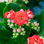 Kalanchoe Blossfeldiana Roja