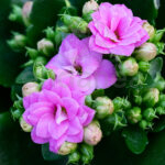 Kalanchoe Blossfeldiana Rosa