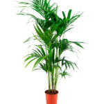 Kentia Howea Forsteriana Palmera de Interior