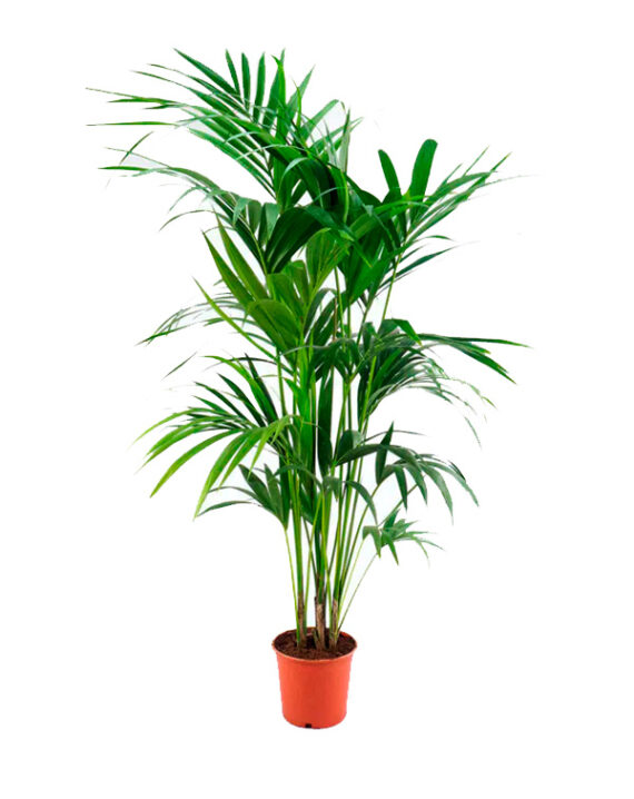 Kentia Howea Forsteriana Palmera de Interior