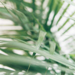 Kentia Howea Forsteriana Hojas