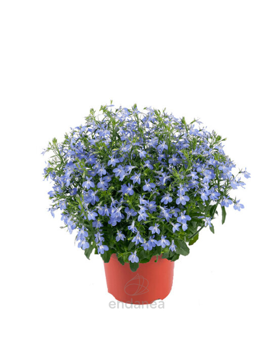 lobelia-planta-de-exterior-con-flor