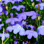 Lobelia Planta de Exterior