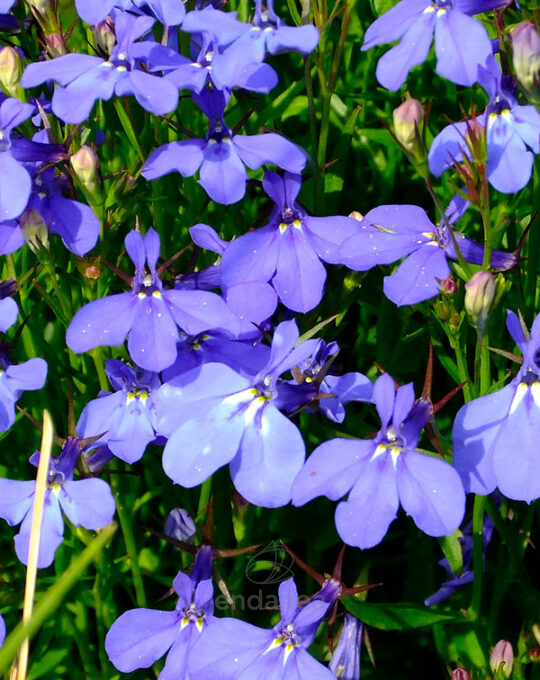 lobelia-planta-de-exterior-con-flor-lila