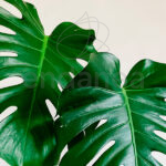 Monstera Deliciosa Hojas