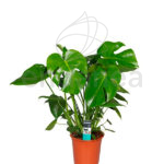 Monstera Deliciosa - Planta de Interior