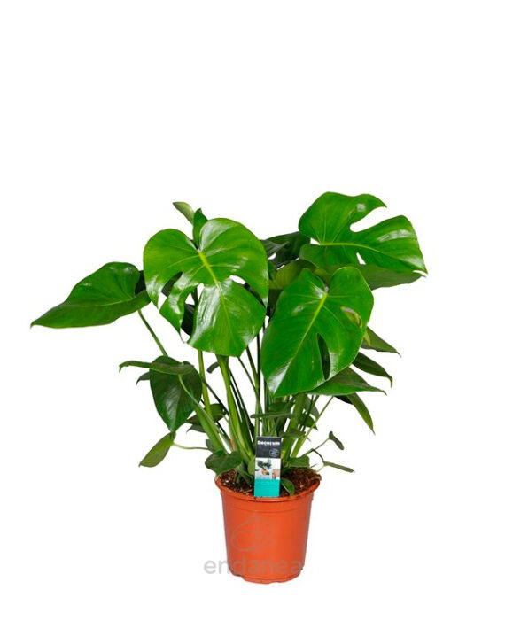 Monstera Deliciosa - Planta de Interior